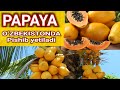 Eng qimmat mevalardan biri PAPAYA yetishtirish va  urugʻidan novdasidan koʻpaytirish yoʻllari.