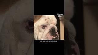 Jealous Dog Punches Other Dog's Face #Shorts