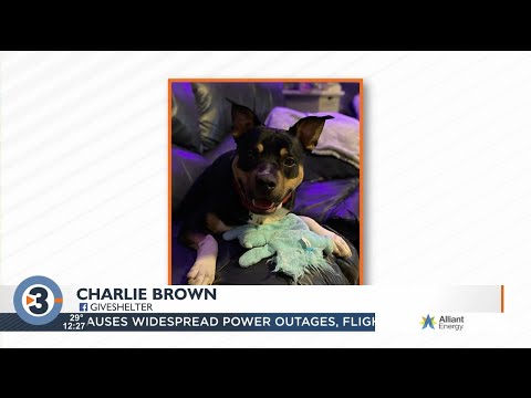 Video: Adopterbar hund av uken - Kanel