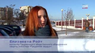 Кто стреляет в бездомных кошек из пневматического оружия Кто стреляет в бездомных кошек из пневматического оружия