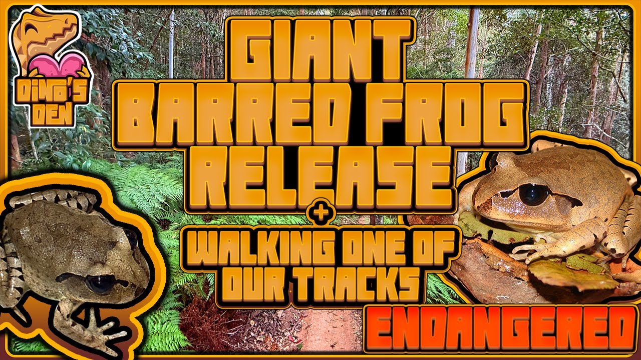 The Return of the Giant Barred Frog: Nature's Comeback