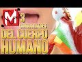 3 Curiosidades del Cuerpo Humano