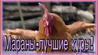 Самая лучшая порода кур- мараны!