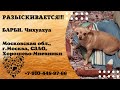 Пропала собака ! БАРБИ , Чихуахуа , Московская область , г. Москва