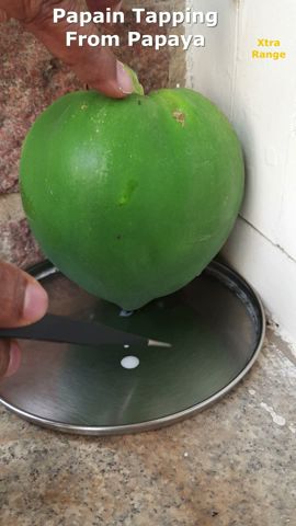 Papain Tapping From Papaya