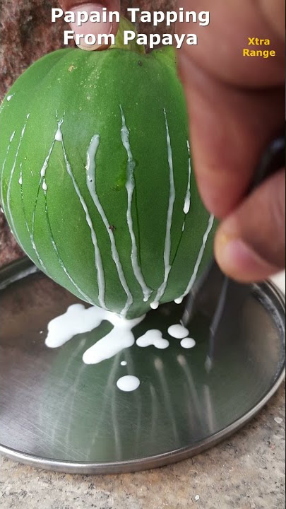 Papain Tapping From Papaya