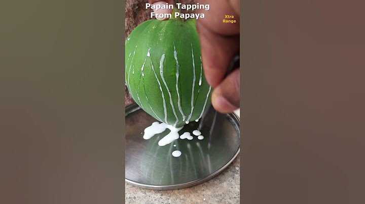 Papain Tapping From Papaya