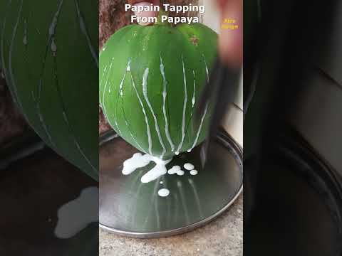 Wideo: Czy nasiona papai zawierają papainę?
