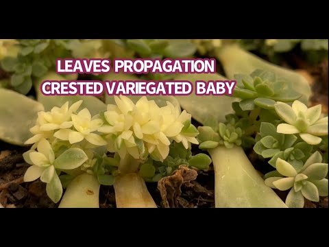 Video #551 PROPAGATE SUCCULENT FROM LEAVES | NHÂN GIỐNG SEN... - youtube