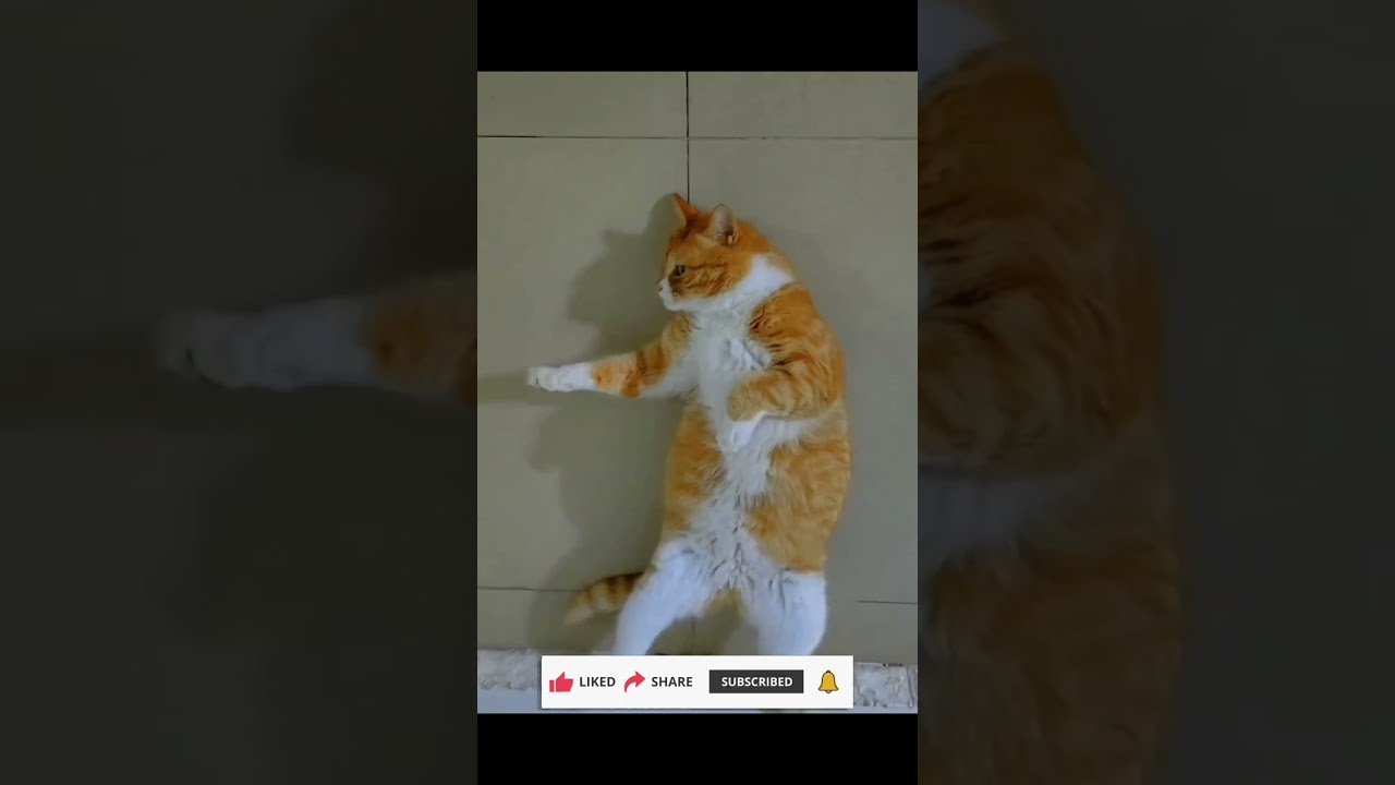 Whisker Whispers: Cat Comedy Confessions 2024 Funny animal videos - EP 213 