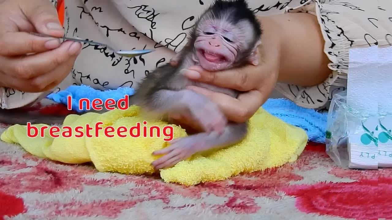 Poor Orphan Baby Sabrina Cries and Shakes, Refusing Milk – She Longs for Her Mother’s Care