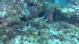 Ballade sous-marine en Guadeloupe