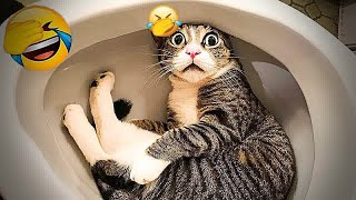 Try Not To Laugh  Funniest Cats and Dogs 2024