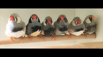 The importance of avian record keeping, The birdbrains podcast Ep: 78.