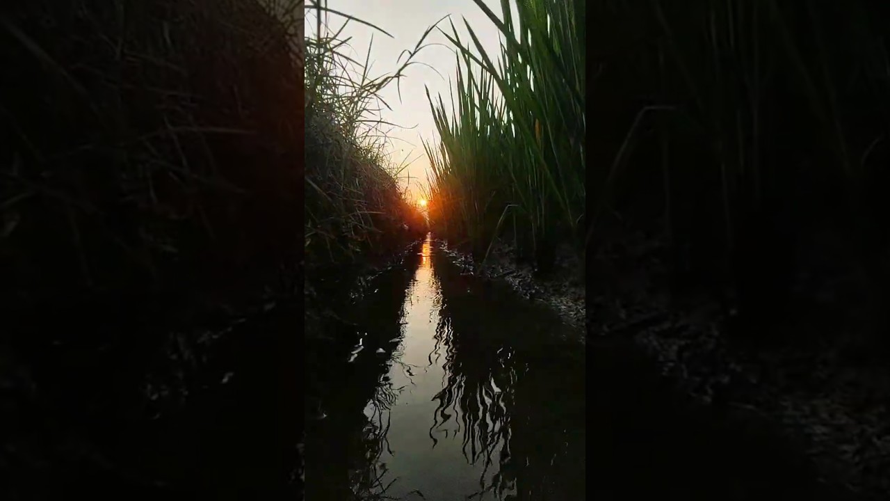 Following the flow of water in the rice fields 