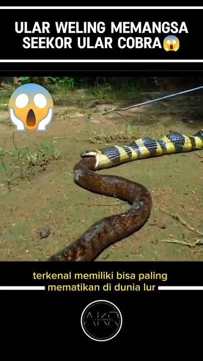ULAR WELING MEMANGSA ULAR COBRA HEBOHKAN WARGA⁉️😱#shorts