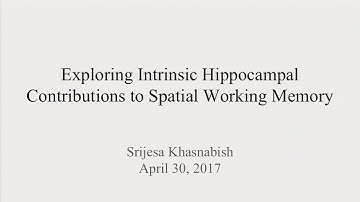 Exploring Intrinsic Hippocampal Contributions to Spatial Working Memory