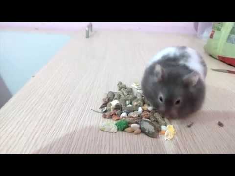 Hamster Life Cycle: Different Stages in their life