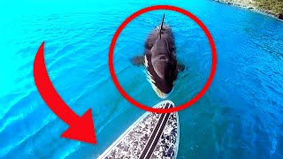 8 Orca Encounters That Will Give You Anxiety