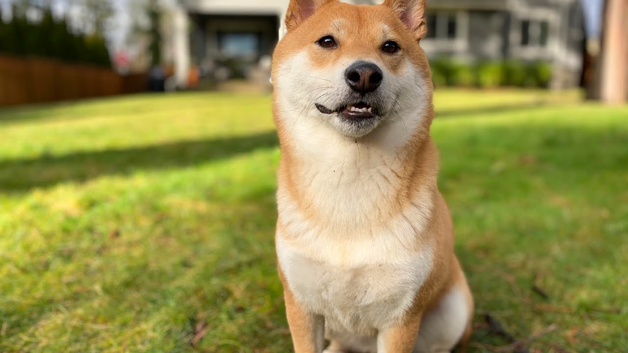What Type Of Brush Is Best For Shiba Inu