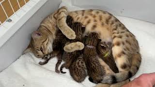 F6 Savannah kitten in 4k!🔥🐆 #kittens #cats by Lavish Savannah’s 635 views 11 months ago 1 minute, 31 seconds