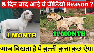 8 दन बद पहल वडय Bully Kutta Dog For Sale Low Price Pakistani Bully