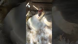 Утенок улыбается 🤍 #cute #duckling #animals #shorts
