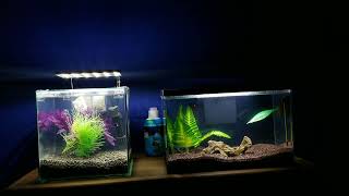 Cloudiness In A New Aquarium