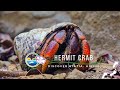 Caribbean hermit crab (Coenobita clypeatus) a.k.a. soldier crab in the Quill National Park of Statia
