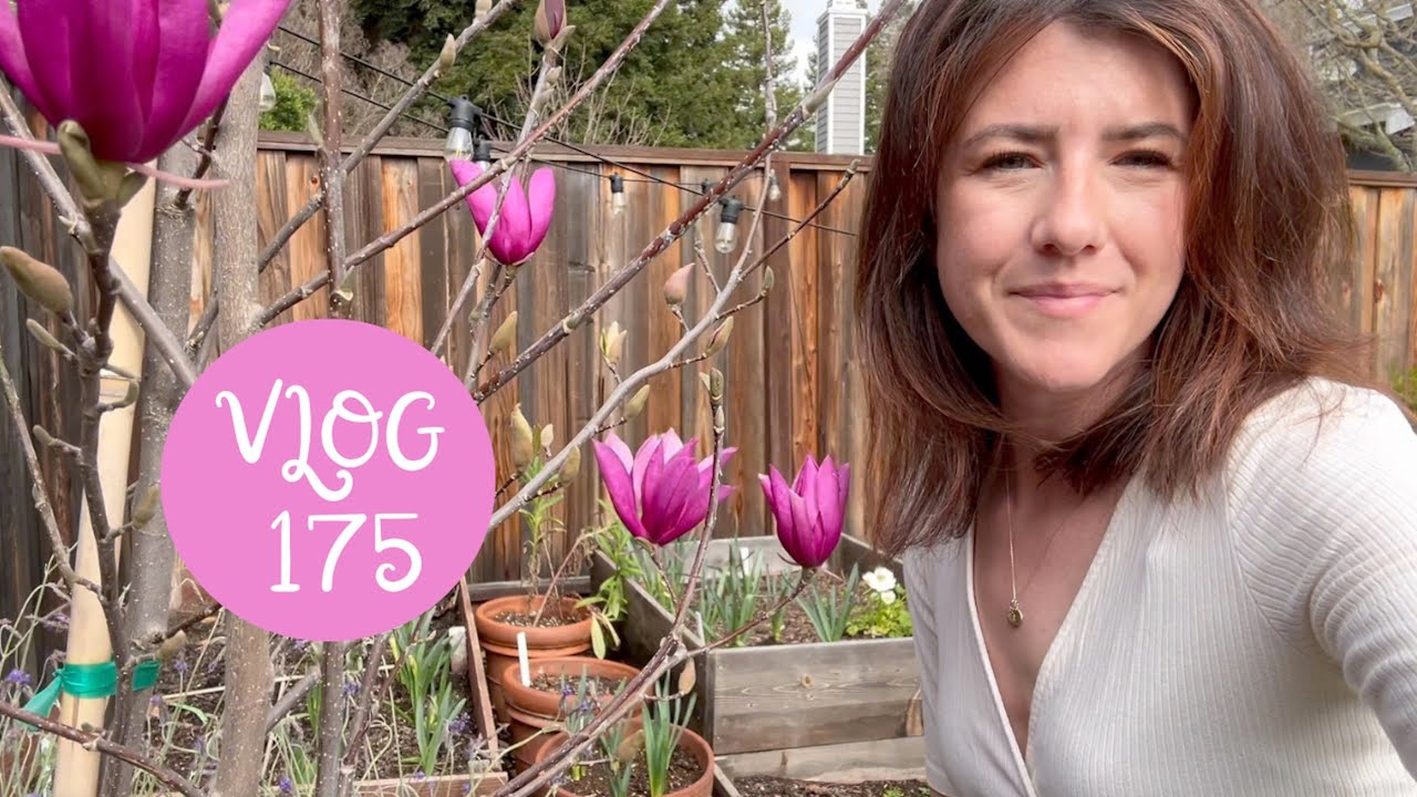 Fleurir à l’ombre, 1er semis & nouveau Magnolia - VLOG 175