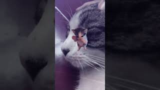 Ucil subscribe ya guysss🤣😭💅 #kucing #ucil #masukberanda