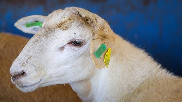 Evaluating ram lambs for parasite resistance