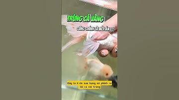 Cách Ép Đẻ Cá Vàng Hướng Dẫn Chi Tiết Cho Người Mới - Nuôi cá dưỡng tâm