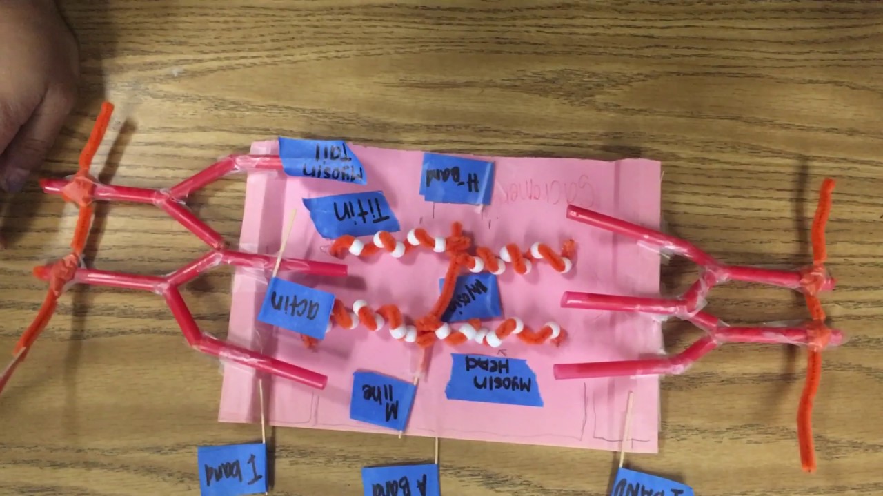 sliding filament model building activity youtube sliding filament model