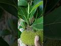 Jack Fruit #nature #Jack #fruit #flower