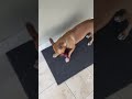 Dogs so Nuts over their Toys!!  😂🐶🐾  Woof!!! ￼