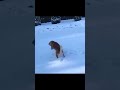 犬犬パッ！#shorts