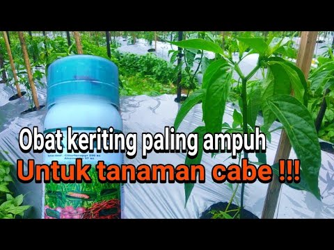 Insektisida Ampuh Untuk Mengatasi Keriting Pada Daun Cabe Gunakan Lah Bahan Aktif Ini Youtube