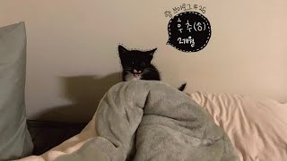 햄 브이로그 | 고양이 입양하던 날 vlog ‍⬛ | 포인핸드 고양이 입양