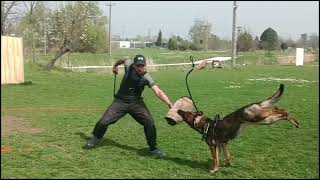 Borgáta Szépe Bansay /protection training/