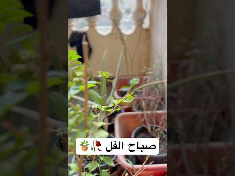 يا ورد علي فل وياسمين مصر اكسبلور تصميمي ترند فولو فولومي لايك اعجاب ورد فله Fy Fyp 