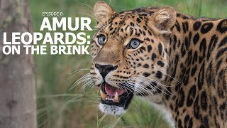 A Perfect Day | Ep 8: 'Amur Leopards; On The Brink'