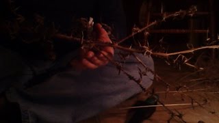 Thistle Hand Drill Friction Fire ( Bushcraft - Floating Hands)