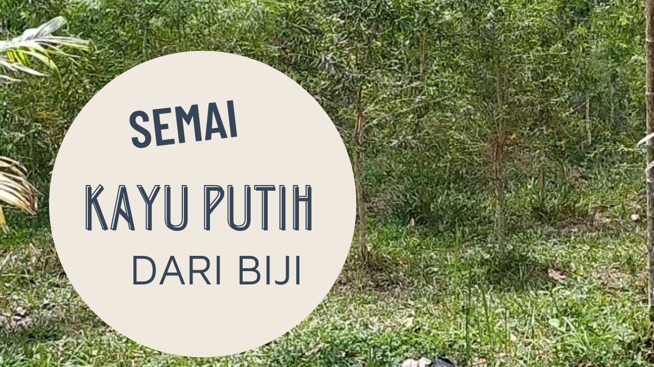 Cara Menyemai Kayu Putih dari Biji || Budidaya Kayu Putih