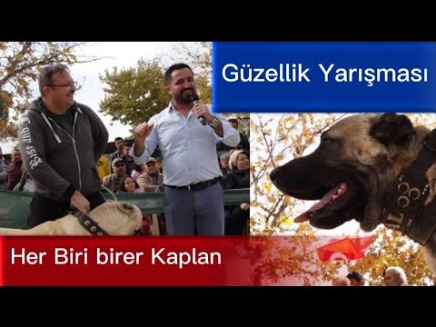 Dev Yörük Çoban Köpekleri Güzellik Yarışması