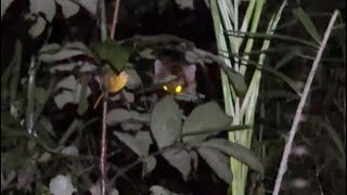 Kick Streamer Adi Encounters A Wild Tiger In Thai Jungle