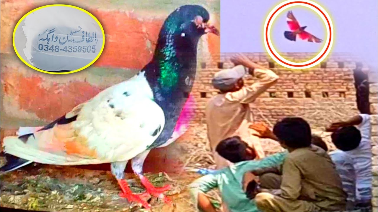 Final Day Baazi Me Pehla Kabooter Hi 12:04pm Betha Baazi Jeet li | Baazi Ki Mukamal Video