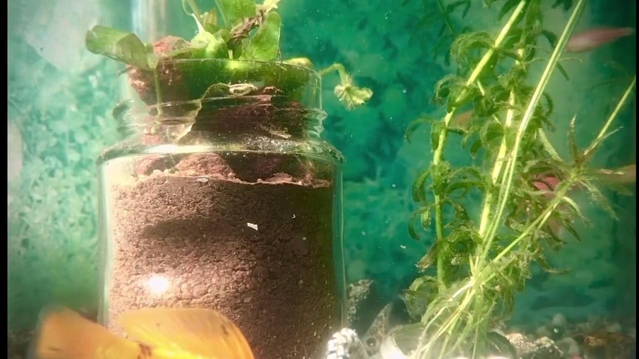 Simple fish tank design and Ornamental fish of various varieties