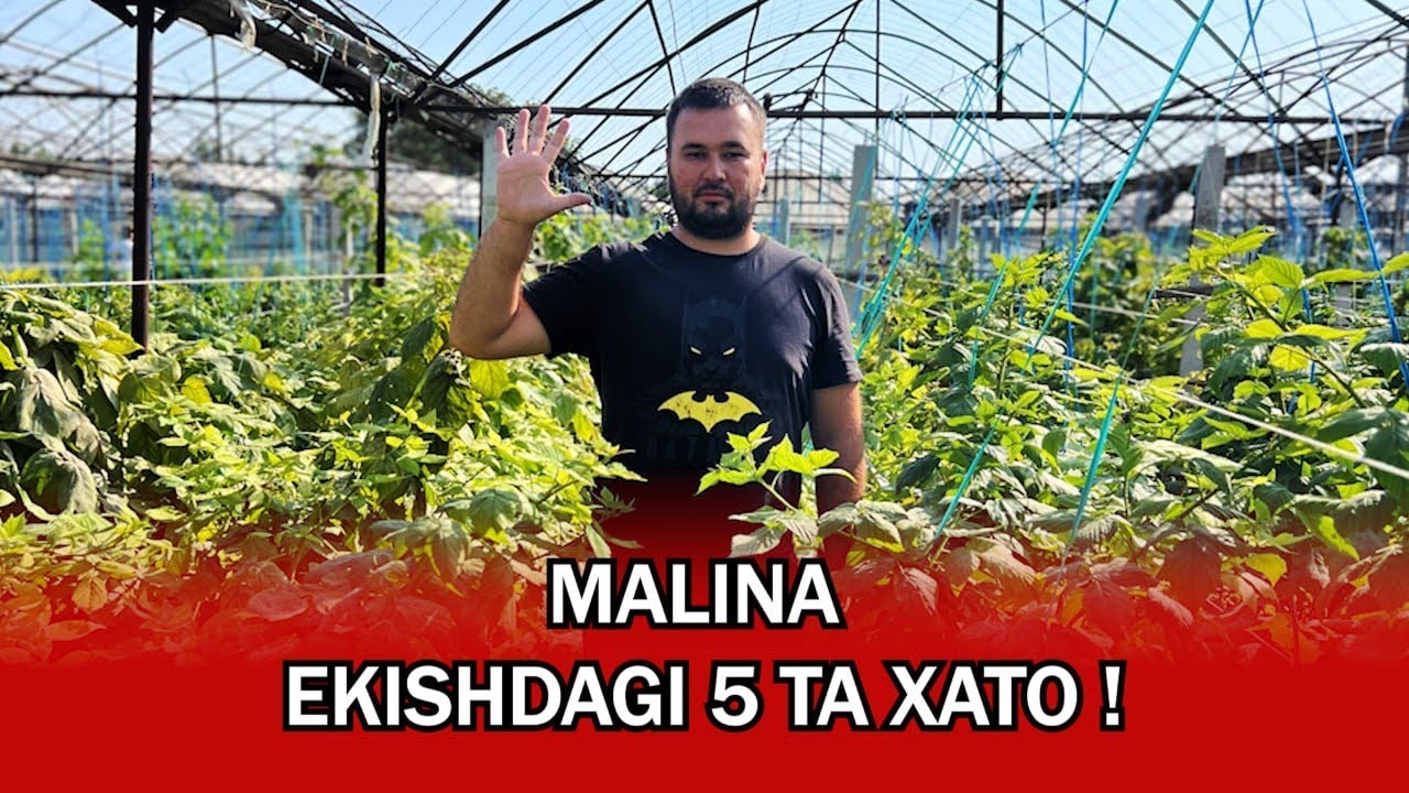 Malina Ko’chatlari murojat uchun tel 978994040