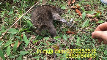 sử dụng cạm kiềng số 9 bẫy chuột được con chuột đồng to 1kg .lh mua cạm 0376253516